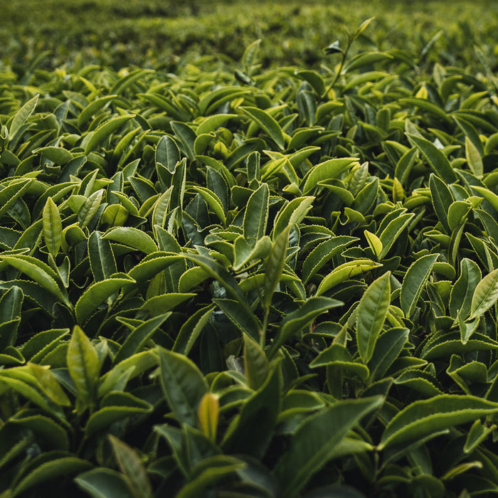 What's the difference between black tea, green tea and herbal tea?