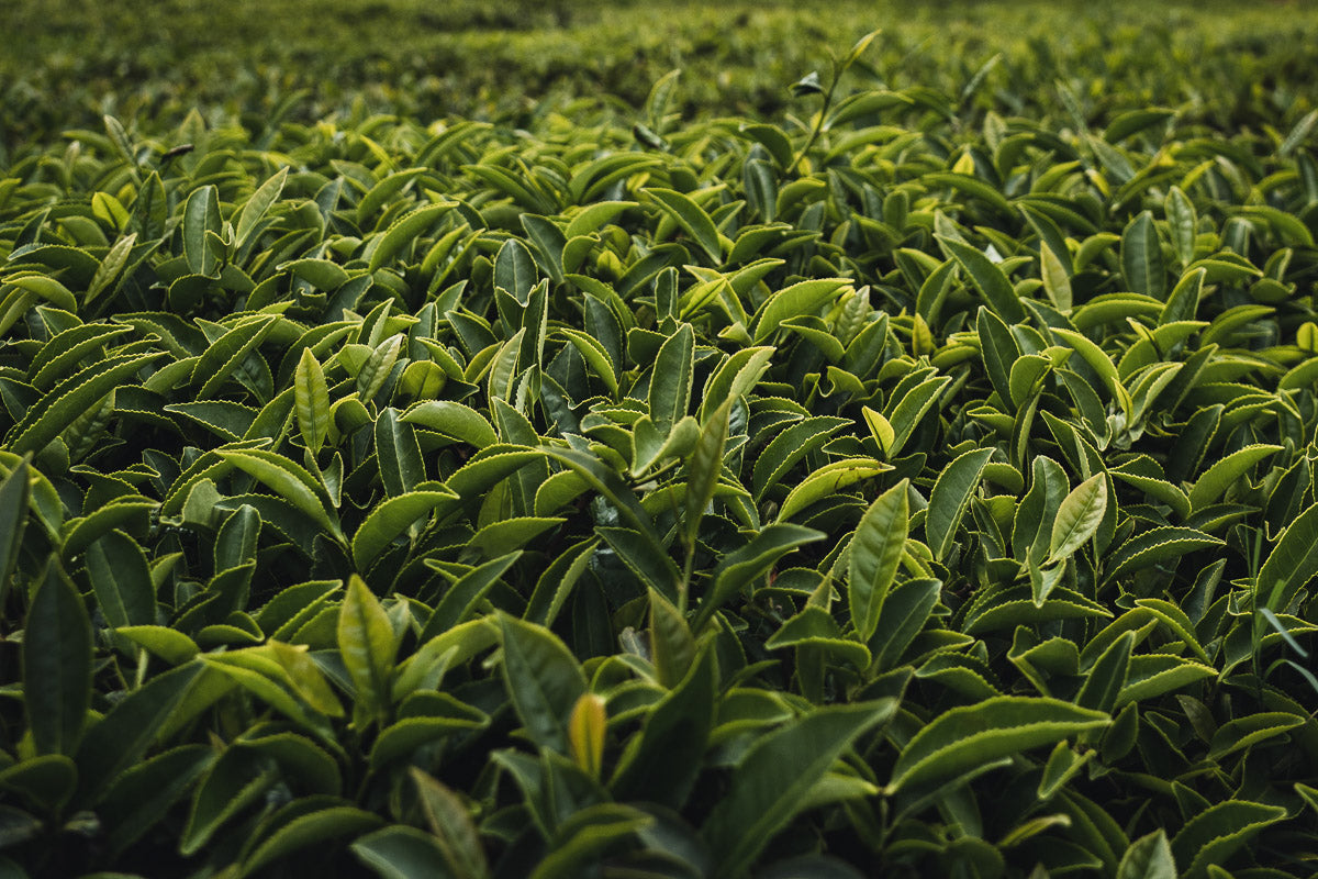 What's the difference between black tea, green tea and herbal tea?